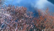 陪我走过冬日的风景