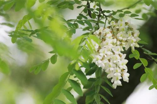 槐花再次开花时