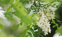 又是槐花盛开时