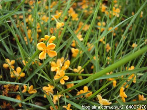 桂花在深秋下雨