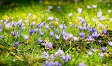 春天的第一朵花