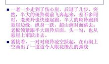 斑羚飞渡读后感