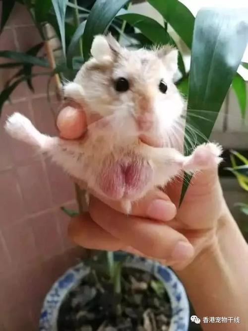 我的仓鼠朋友