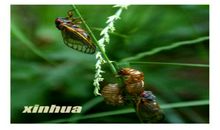 大自然的歌唱家