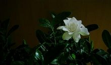 雨中的栀子花香