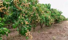 我爱家乡的龙眼树