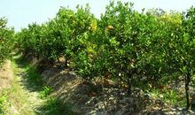 校园里的橘子树