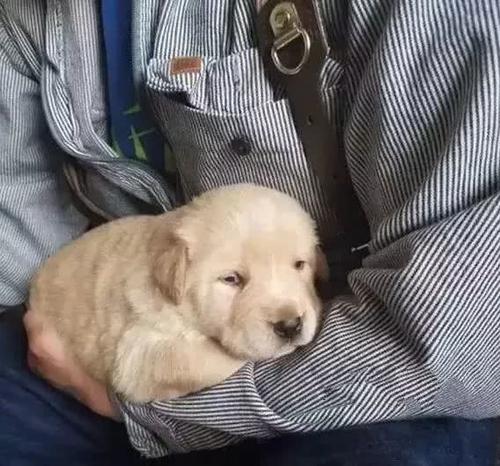 狗痛