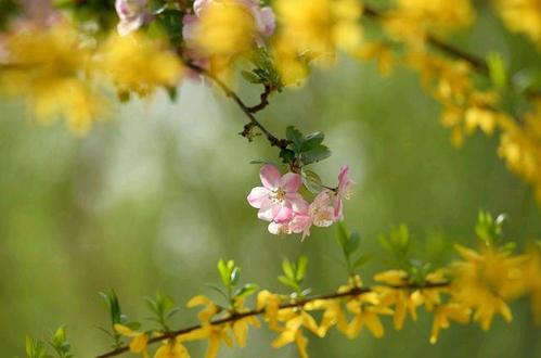 爷爷花扇
