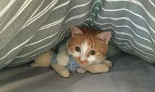 藏在被子里的爱