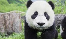 大熊猫作文400字