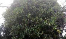 我是一棵桂花树