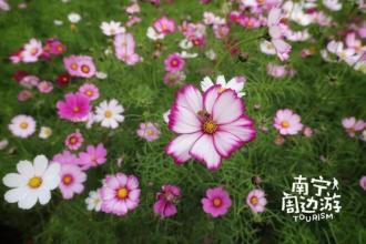 让阅读之花绽放