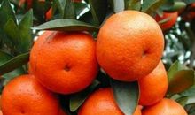 我最喜欢的水果——沙糖桔