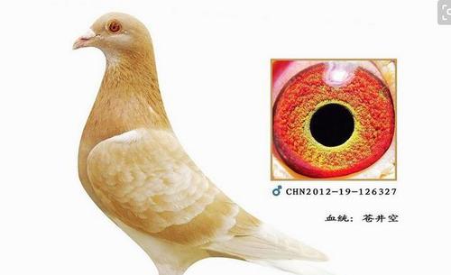 鸽子风暴