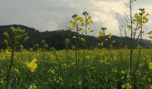 我爱家乡的五彩田园