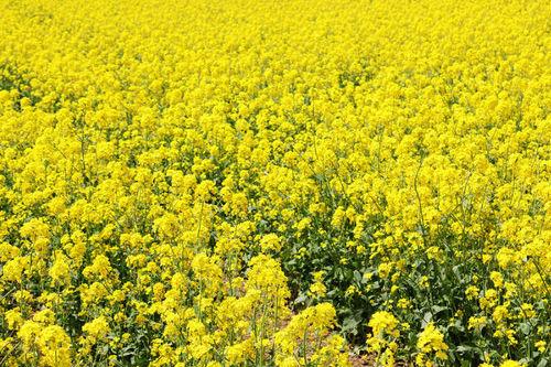 油菜田
