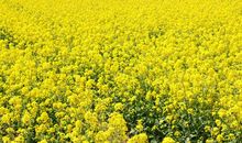 油菜田