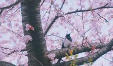 又是一年落英时