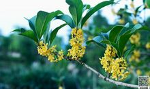 桂花作文三年级