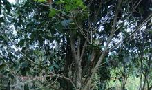 十年前的那棵树