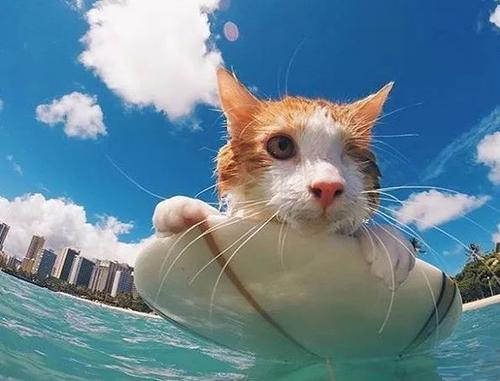 我心爱的猫