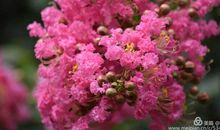 又是一年石榴红