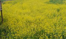 阳春三月春暖花开