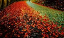 我是深秋的一缕风