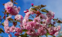 樱花的美丽