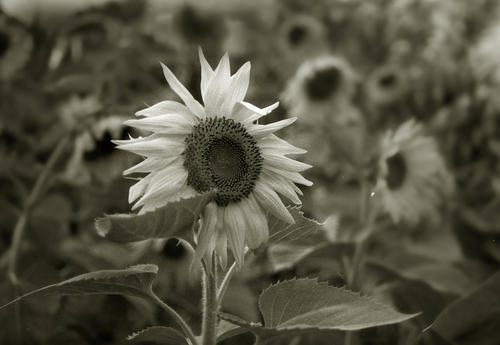 怀旧的爱留在我心中