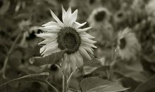 留在心中的那份眷恋