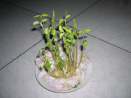 豆芽