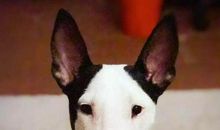 我家的狗——丁丁