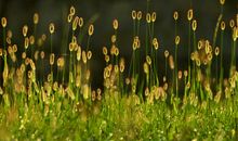 狂风暴雨中的小草