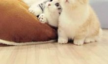 两只可爱的小猫