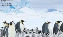 观《帝企鹅日记》有感