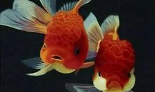 我的热带鱼朋友