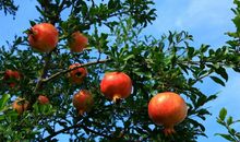 又是一年石榴熟