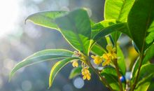 我的植物朋友――桂花