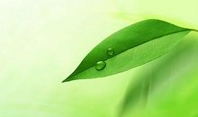 一片叶子的故事