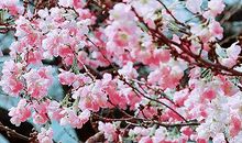 分开后另一年的春天