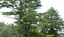 一颗松树的自述