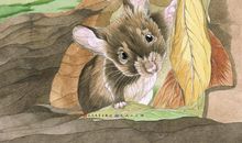 一只小老鼠的高兴事