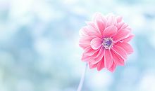 假如我是一缕春风