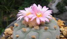 我发现了仙人球的秘密