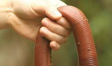 用蚯蚓写一篇作文