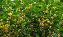 记忆深处的那株金桂