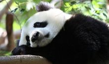 国宝大熊猫