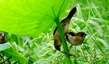 我是一只快乐的小鸟